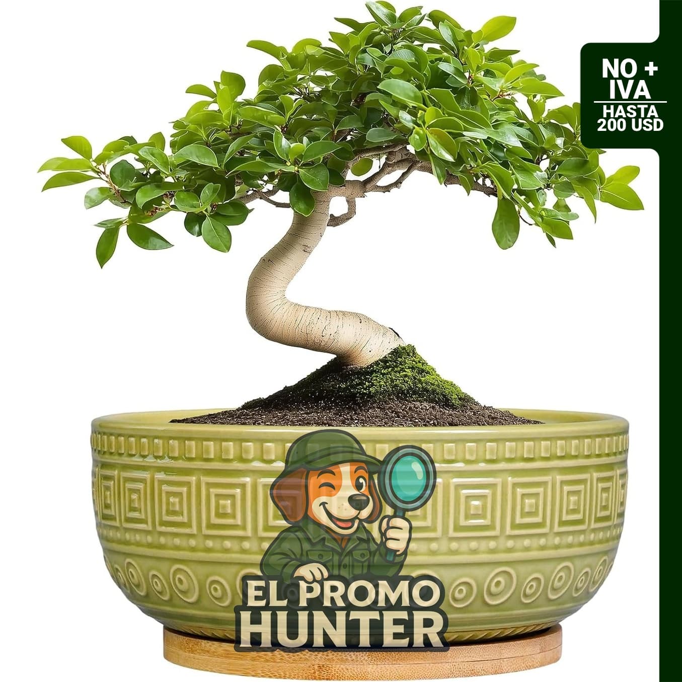 Maceta de cerámica de 20.32 cm para bonsái, suculentas y plantas de interior, incluye drenaje y platillo.