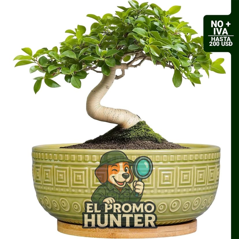 Maceta de cerámica de 20.32 cm para bonsái, suculentas y plantas de interior, incluye drenaje y platillo.